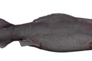 Shark male klase - istorija otvaranja vrste i života morskog psa danas Shark male klase - istorija otvaranja vrste i života morskog psa danas